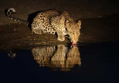 Spot nocturnal wildlife in Masai Conservancies