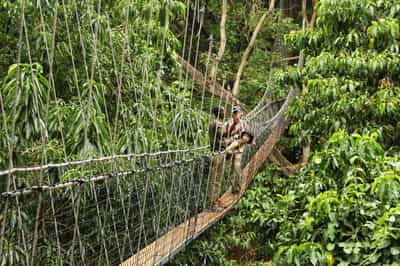 Explore Lake Manyara's forest on treetop walkways