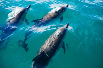 Search for dolphins on a boating safari in Diani