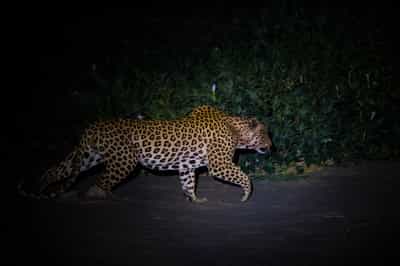 Search for the famous Big Five in the Kruger