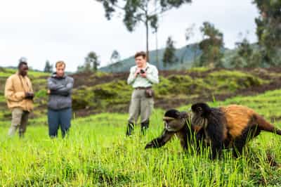 Find the Golden Monkeys in Volcanoes National Park