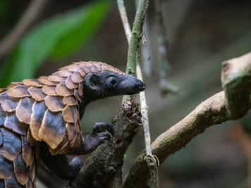 Spend time observing the endangered Pangolin