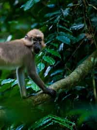 Track Mangabey monkeys with the WWF, Dzanga-Sangha