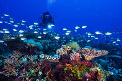 Explore the Bazaruto Archipelago dive sites
