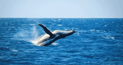 Search for whales and dolphins in Bazaruto