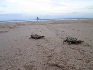 See turtles laying eggs on Ponta Do Ouro's beach