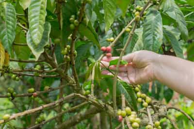 Visit the community run coffee plantations