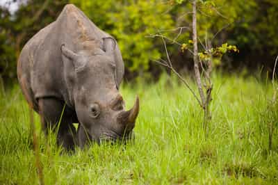 Visit the endangered rhinos at the Ziwa Sanctuary 
