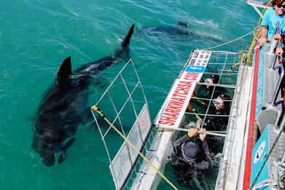 Cage dive with great white sharks in Cape Town