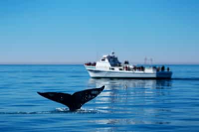 See whales on a boat trip in Mauritius