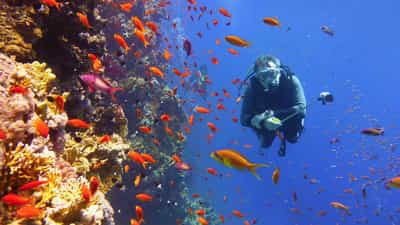 Spot marine life while diving in Mauritius
