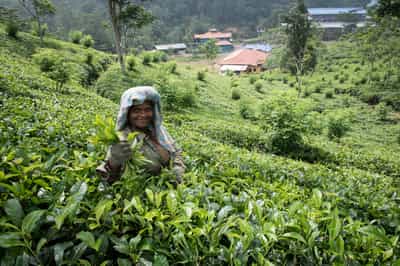 Tour a tea factory to learn its history in Kandy
