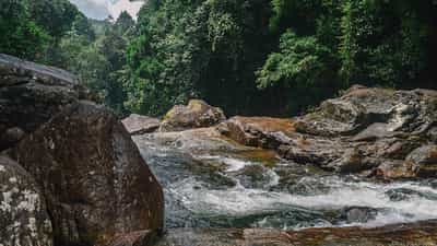 Enjoy a scenic forest hike and lunch in Galle