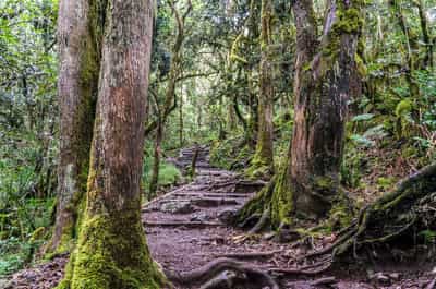 Take a day hike on the foothills of Kilimanjaro