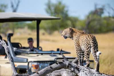 Track Chief's Island's wildlife on a game drive