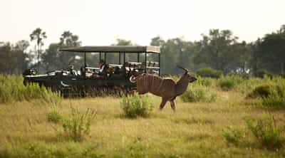Track the Okavango's wildlife on a game drive