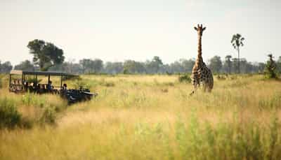 Track the Pan Handle's wildlife on a game drive