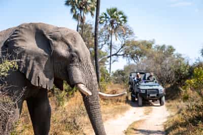 Track Moremi's wildlife on a game drive