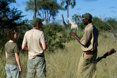 Discover smaller wildlife on a Moremi bush walk