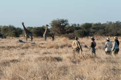 See smaller wildlife on a Chief's Island bush walk