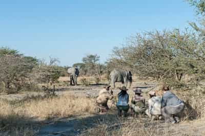 Discover smaller wildlife on a Savuti bush walk