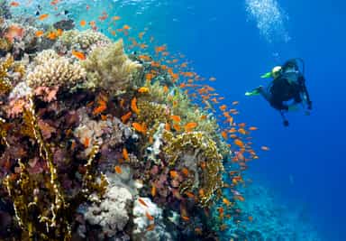 Go scuba diving around the Bazaruto Islands