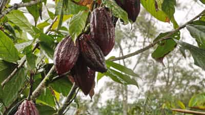 Visit a local cacao farm in Guayaquil