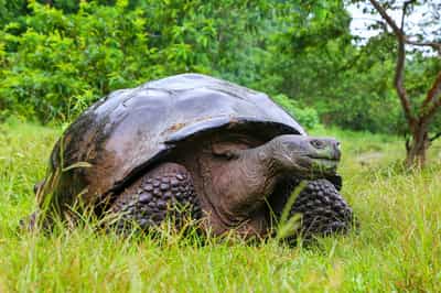 Visit the tortiose breeding centre in Isla Isablea