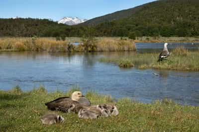 Spy aquatic birds from the Paseo de la Isla trail 