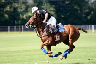 Have a polo lesson with a pro in Buenos Aires