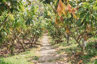 Take a tour of the nearby cacao plantations