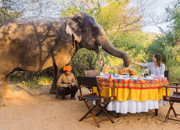 Meet the elephants of Dera Amer, Jaipur