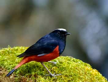 Spot the native and migratory birds of Punakha