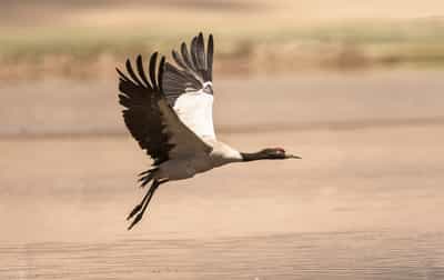 Visit the Black-necked Crane Education Centre