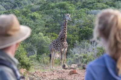 Go giraffe tracking in Bellevue Forest Reserve