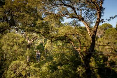 Zipline through the Tsitsikamma Forest canopy 