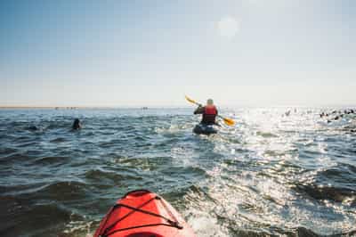 Go kayaking with seals in Swakopmund