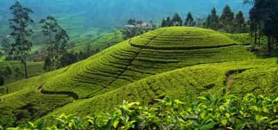 Biking Tour in Galle Fort and a Tea factory visit