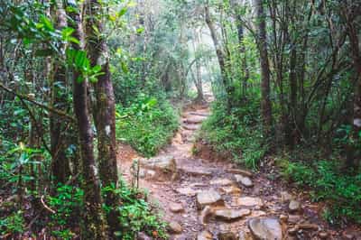 Go trekking in Kanneliya Rainforest