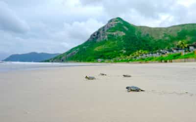 Witness the release of baby turtles on Con Dao
