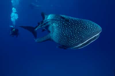 Scuba dive with whale sharks in Khao Lak
