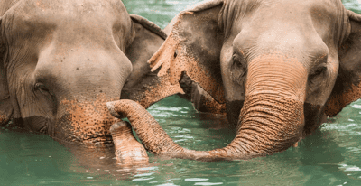 Meet elephants at Samui Elephant Home, Koh Samui