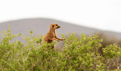 Visit to Tswalu’s habituated meerkats