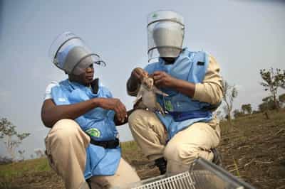 Learn about the Apopo rat project in Siem Reap