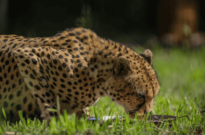 Visit the Mount Kenya Animal Orphanage, Laikipia