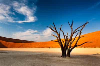 Discover the ancient trees of Dead Vlei