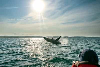 Experience the Sardine Run Migration at GweGwe