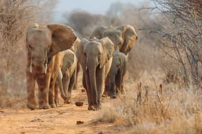 Madikwe