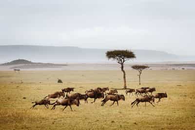 Serengeti