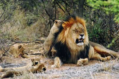Tswalu Kalahari